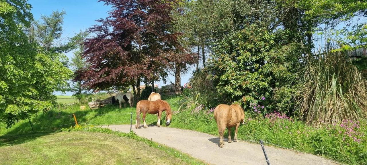 No 4 Trelawney Apartment - Onsite Bar - Restaurant - Horse Riding Menheniot Exteriér fotografie
